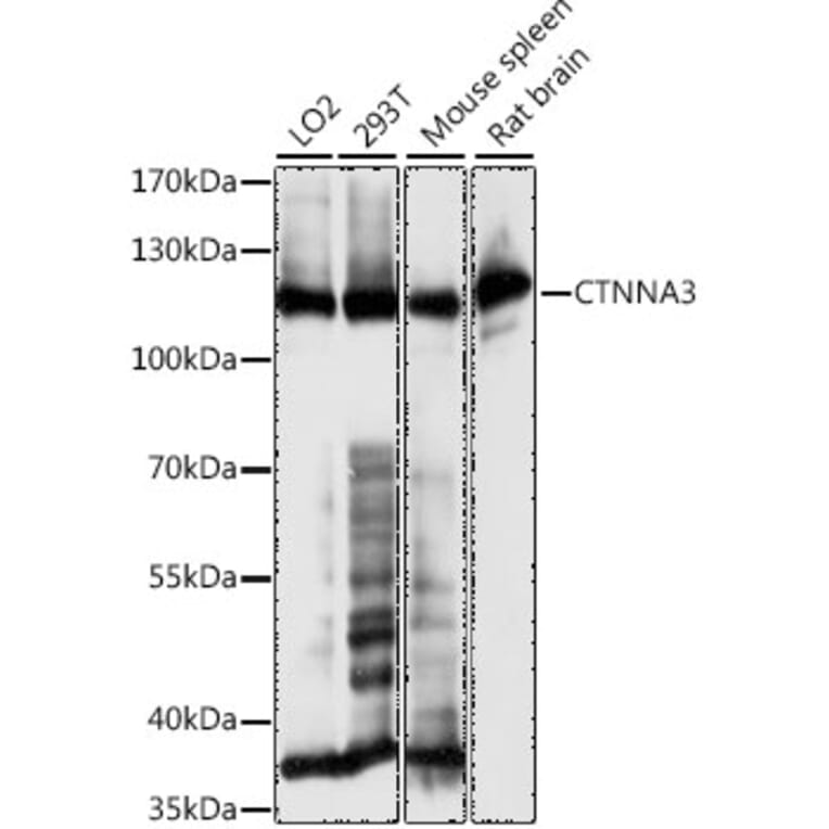 Western Blot - Anti-CTNNA3 Antibody (A88029) - Antibodies.com