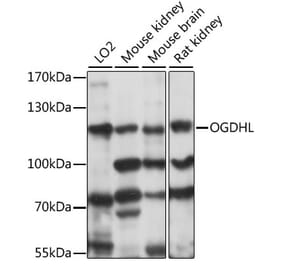 Western Blot - Anti-OGDHL Antibody (A88031) - Antibodies.com