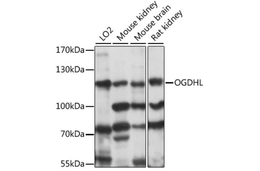 Western Blot - Anti-OGDHL Antibody (A88031) - Antibodies.com