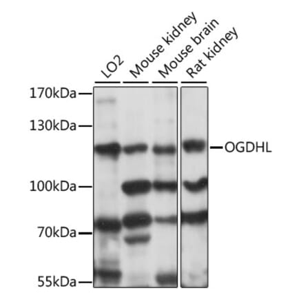 Western Blot - Anti-OGDHL Antibody (A88031) - Antibodies.com