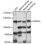 Western Blot - Anti-OGDHL Antibody (A88031) - Antibodies.com