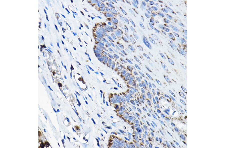 Immunohistochemistry - Anti-OGDHL Antibody (A88031) - Antibodies.com