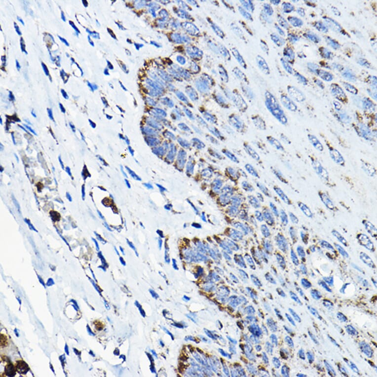 Immunohistochemistry - Anti-OGDHL Antibody (A88031) - Antibodies.com