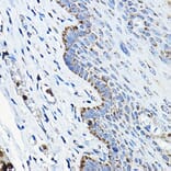 Immunohistochemistry - Anti-OGDHL Antibody (A88031) - Antibodies.com