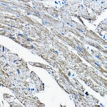 Immunohistochemistry - Anti-OGDHL Antibody (A88031) - Antibodies.com