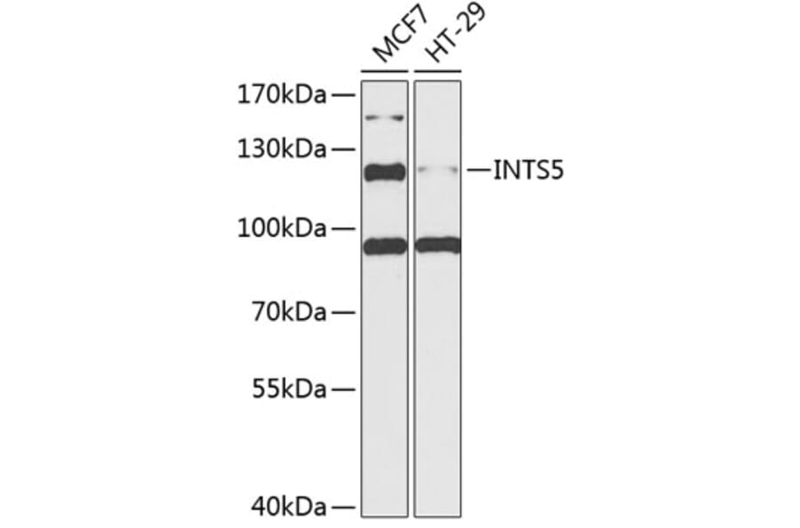 Western Blot - Anti-INTS5 Antibody (A88033) - Antibodies.com