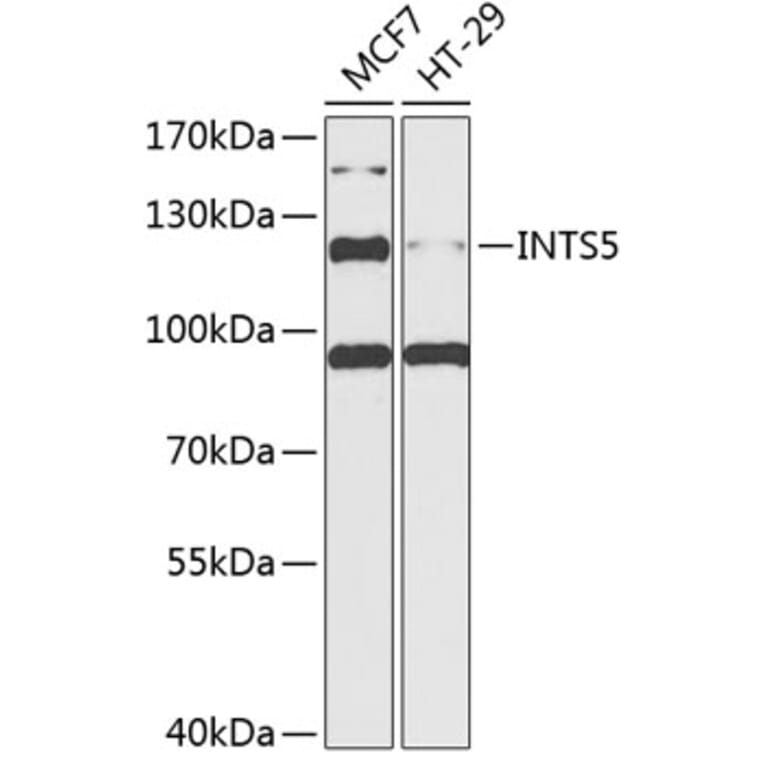 Western Blot - Anti-INTS5 Antibody (A88033) - Antibodies.com