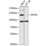 Western Blot - Anti-INTS5 Antibody (A88033) - Antibodies.com