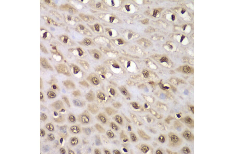 Immunohistochemistry - Anti-INTS5 Antibody (A88033) - Antibodies.com