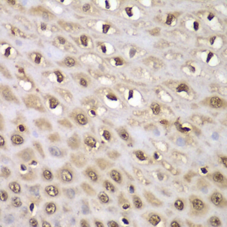 Immunohistochemistry - Anti-INTS5 Antibody (A88033) - Antibodies.com