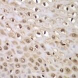Immunohistochemistry - Anti-INTS5 Antibody (A88033) - Antibodies.com