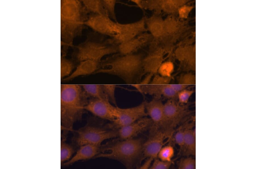 Immunofluorescence - Anti-ZC3H7A Antibody (A88034) - Antibodies.com
