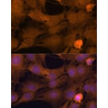 Immunofluorescence - Anti-ZC3H7A Antibody (A88034) - Antibodies.com