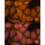 Immunofluorescence - Anti-ZC3H7A Antibody (A88034) - Antibodies.com
