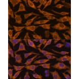 Immunofluorescence - Anti-ZC3H7A Antibody (A88034) - Antibodies.com