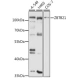 Western Blot - Anti-ZBTB21 Antibody (A12793) - Antibodies.com