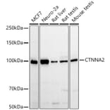 Western Blot - Anti-CTNNA2 Antibody (A88037) - Antibodies.com