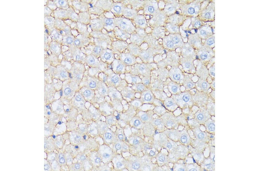 Immunohistochemistry - Anti-CTNNA2 Antibody (A88037) - Antibodies.com