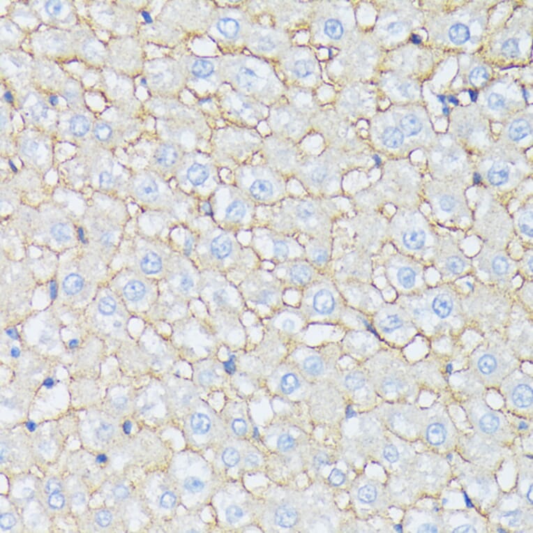 Immunohistochemistry - Anti-CTNNA2 Antibody (A88037) - Antibodies.com