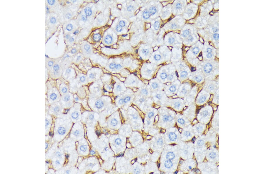 Immunohistochemistry - Anti-CTNNA2 Antibody (A88037) - Antibodies.com