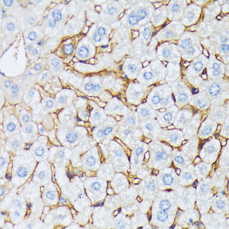 Immunohistochemistry - Anti-CTNNA2 Antibody (A88037) - Antibodies.com