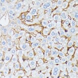 Immunohistochemistry - Anti-CTNNA2 Antibody (A88037) - Antibodies.com