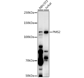 Western Blot - Anti-PMS2 Antibody (A88039) - Antibodies.com