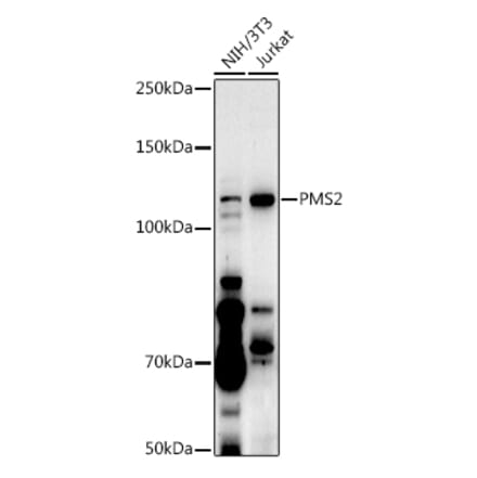 Western Blot - Anti-PMS2 Antibody (A88039) - Antibodies.com