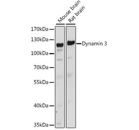 Western Blot - Anti-Dynamin 3 Antibody (A88040) - Antibodies.com