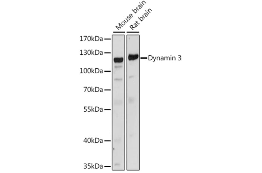 Western Blot - Anti-Dynamin 3 Antibody (A88040) - Antibodies.com