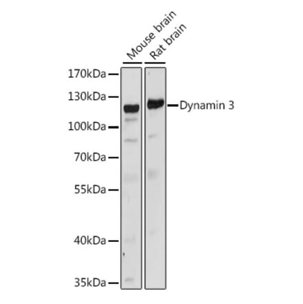 Western Blot - Anti-Dynamin 3 Antibody (A88040) - Antibodies.com