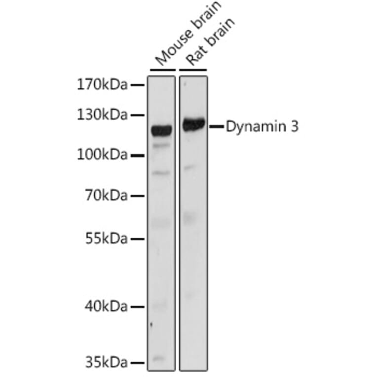 Western Blot - Anti-Dynamin 3 Antibody (A88040) - Antibodies.com