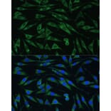 Immunofluorescence - Anti-Dynamin 3 Antibody (A88040) - Antibodies.com