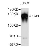 Western Blot - Anti-KRI1 Antibody (A13881) - Antibodies.com