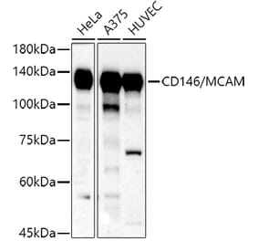Western Blot - Anti-CD146 Antibody (A88042) - Antibodies.com