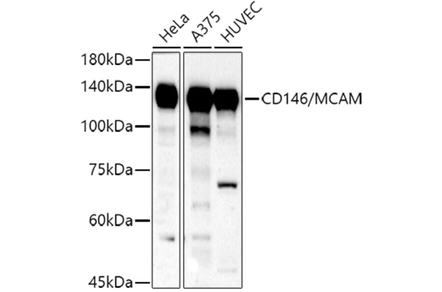 Western Blot - Anti-CD146 Antibody (A88042) - Antibodies.com