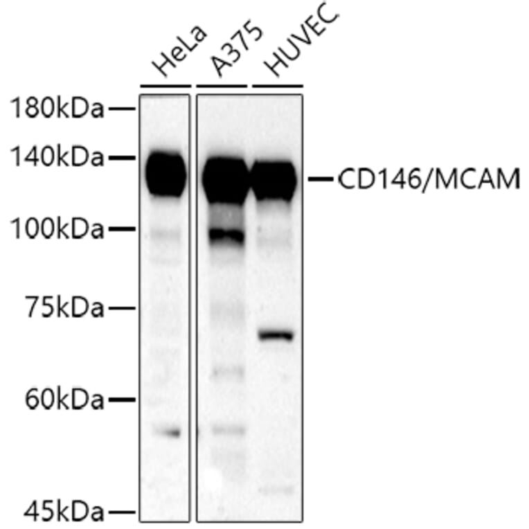 Western Blot - Anti-CD146 Antibody (A88042) - Antibodies.com