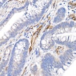 Immunohistochemistry - Anti-CD146 Antibody (A88042) - Antibodies.com