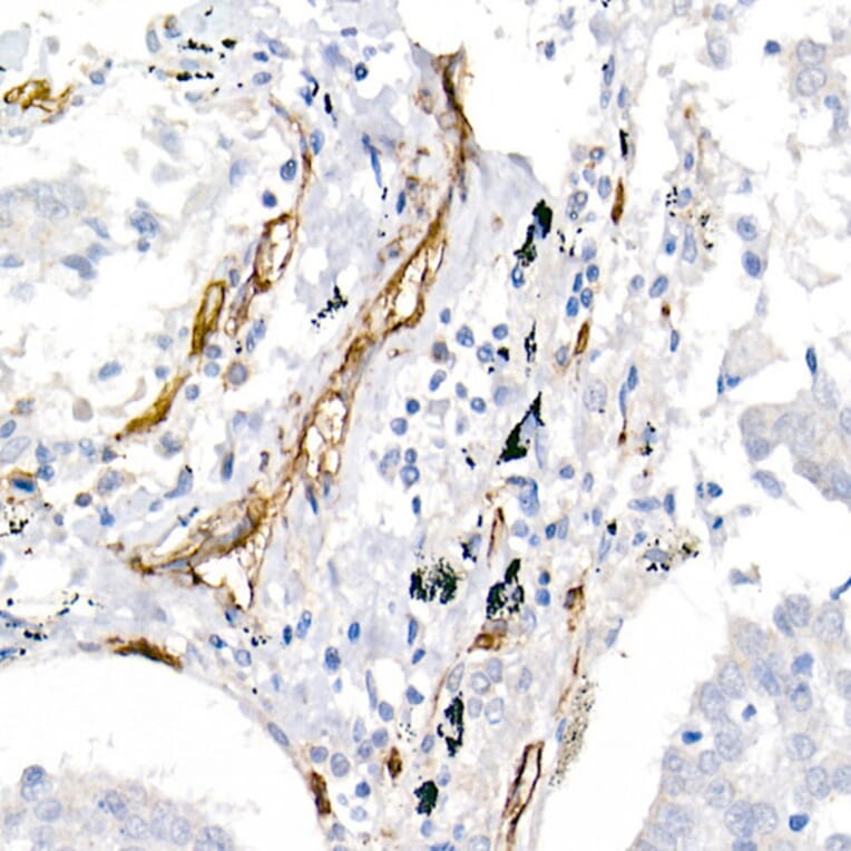 Immunohistochemistry - Anti-CD146 Antibody (A88042) - Antibodies.com