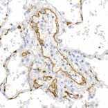 Immunohistochemistry - Anti-CD146 Antibody (A88042) - Antibodies.com