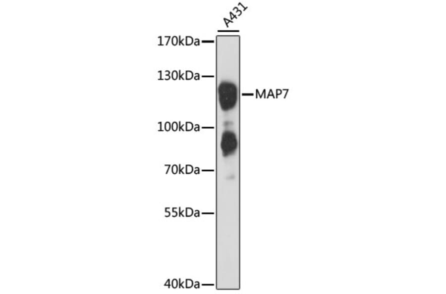 Western Blot - Anti-MAP7 Antibody (A88043) - Antibodies.com