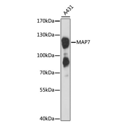 Western Blot - Anti-MAP7 Antibody (A88043) - Antibodies.com