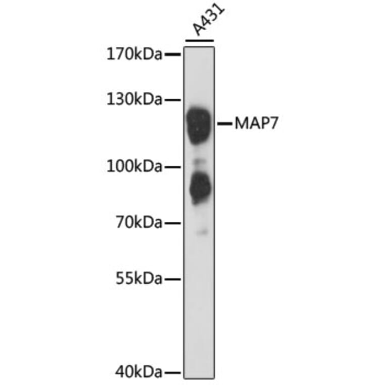 Western Blot - Anti-MAP7 Antibody (A88043) - Antibodies.com