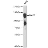 Western Blot - Anti-MAP7 Antibody (A88043) - Antibodies.com