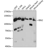 Western Blot - Anti-RIN2 Antibody (A88045) - Antibodies.com