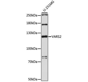 Western Blot - Anti-VARS2 Antibody (A88055) - Antibodies.com