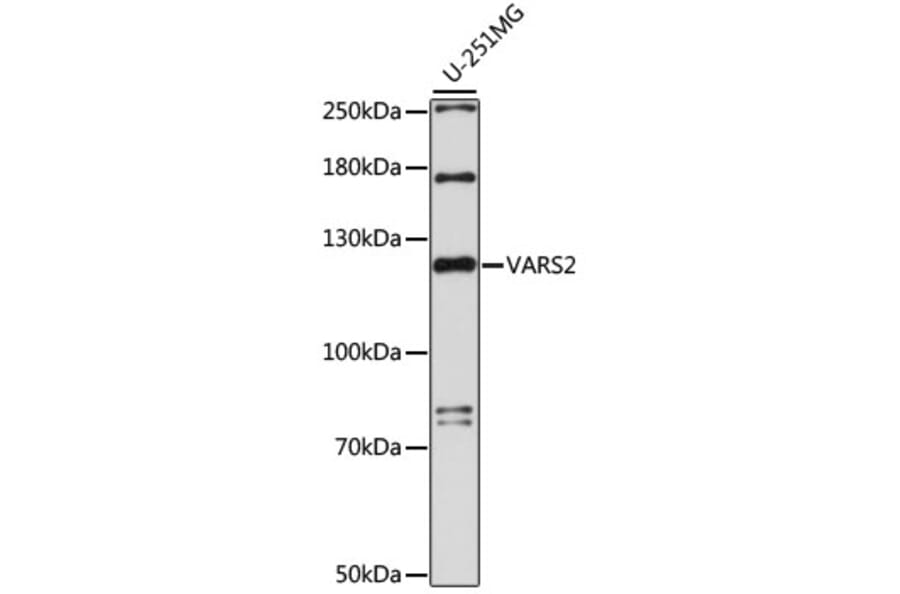 Western Blot - Anti-VARS2 Antibody (A88055) - Antibodies.com