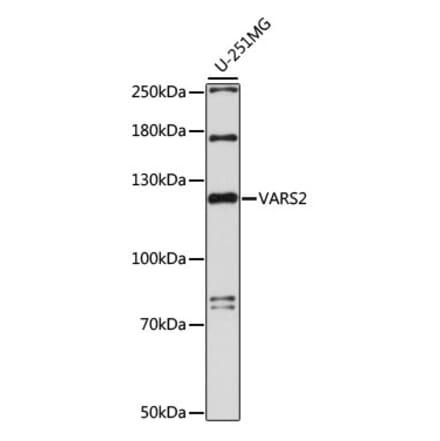 Western Blot - Anti-VARS2 Antibody (A88055) - Antibodies.com