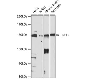 Western Blot - Anti-Importin 8 Antibody (A88056) - Antibodies.com