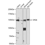 Western Blot - Anti-Importin 8 Antibody (A88056) - Antibodies.com